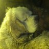 Clumbersnort