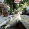 Aymen